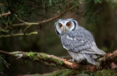 Quelli della notte: ecco quali sono gli animali notturni
