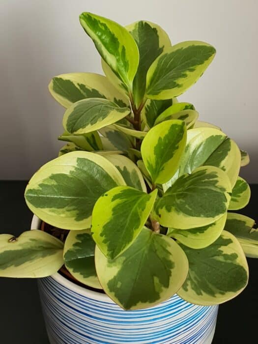 peperomia obtusifolia