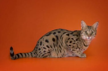 Gatti giganti: quali sono le razze più famose e di quali cure hanno bisogno