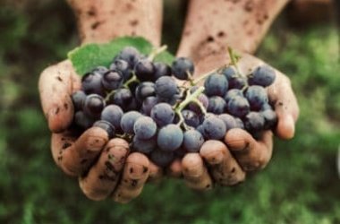 Italiani sempre più pazzi per il vino bio: raddoppiati i consumi