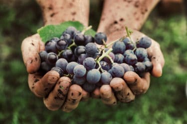 Italiani sempre più pazzi per il vino bio: raddoppiati i consumi
