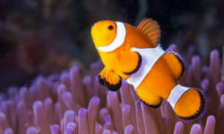 Pesce pagliaccio: scopriamo il famoso Nemo di Disney, che vive in simbiosi con l’anemone