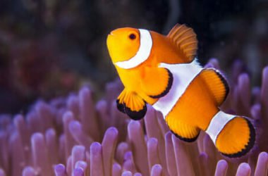 Pesce pagliaccio: scopriamo il famoso Nemo di Disney, che vive in simbiosi con l’anemone