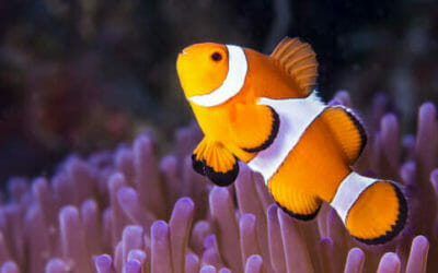 Pesce pagliaccio: scopriamo il famoso Nemo di Disney, che vive in simbiosi con l’anemone