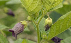 Cose da sapere e utilizzi della belladonna, pianta velenosa che può essere perfino mortale