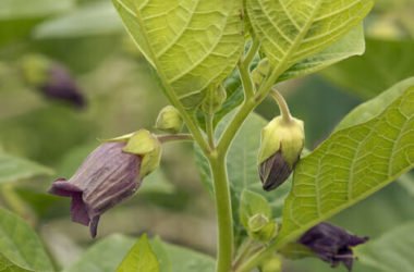 Cose da sapere e utilizzi della belladonna, pianta velenosa che può essere perfino mortale