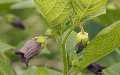 Cose da sapere e utilizzi della belladonna, pianta velenosa che può essere perfino mortale