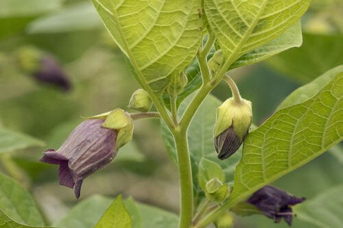 Cose da sapere e utilizzi della Belladonna, pianta velenosa che può essere perfino mortale