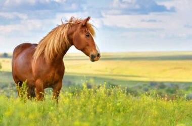 Cavalli, tutto su questi splendidi animali molto empatici e intelligenti