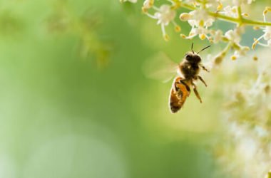 Api: insetti più importanti di quanto si pensi per l’ambiente