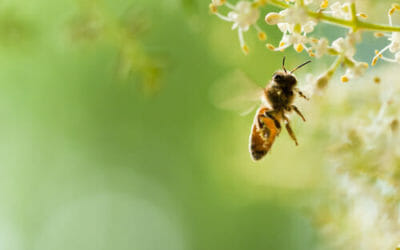 Api: insetti più importanti di quanto si pensi per l’ambiente
