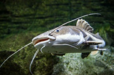Pesce gatto: tutto quello che c’è da sapere sul pesce coi baffi