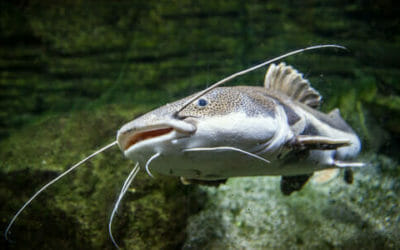 Pesce gatto: tutto quello che c’è da sapere sul pesce coi baffi