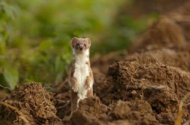 Donnola: tutto quello che c’è da sapere su questo piccolo mammifero