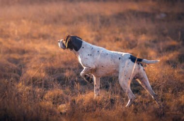 Cani da caccia: quali sono le caratteristiche, le razze migliori e le categorie