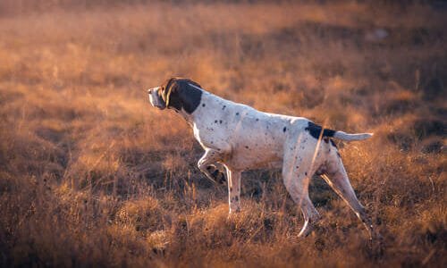 Cani da caccia: quali sono le caratteristiche, le razze migliori e le categorie
