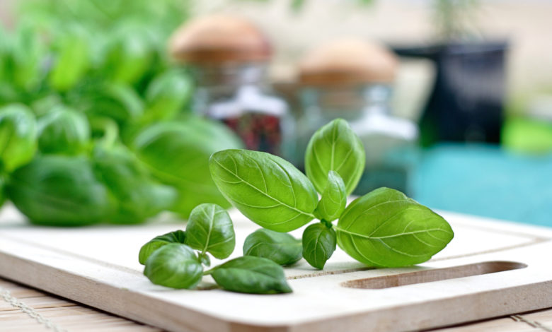 come conservare il basilico