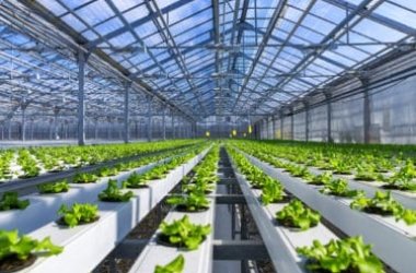 Idroponica: come fare un giardino idroponico fai da te