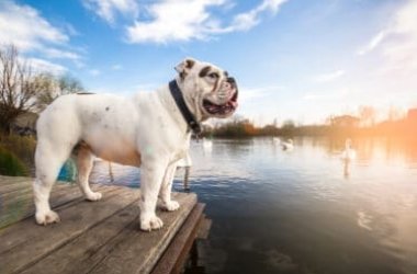 Guida al Bulldog inglese: carattere, come allevarlo ed addestrarlo, i cuccioli