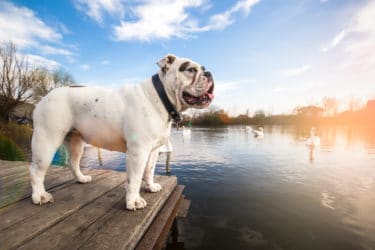 Guida al Bulldog inglese: carattere, come allevarlo ed addestrarlo, i cuccioli