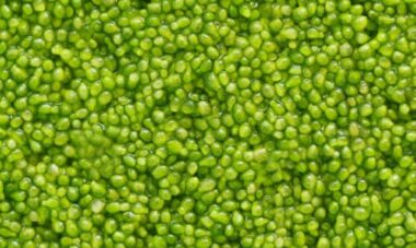 Wolffia: una pianta che è meraviglia della natura… al microscopio!