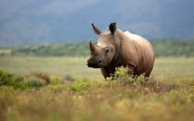 Droni e internet per salvare i rinoceronti in Africa