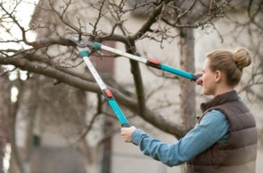 Guida alla potatura, le tecniche e gli interventi più adatti in base alle specie e alla stagione