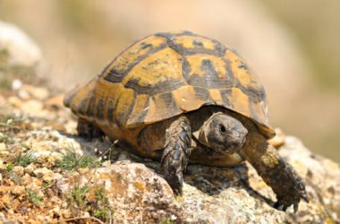 Quello che c’è da sapere sulle tartarughe di terra: le specie e le buone norme per allevarle