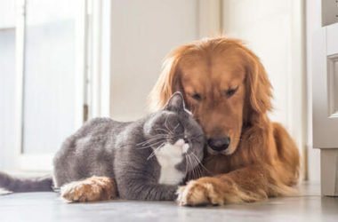 Cani e gatti: quale animale è più adatto a voi
