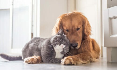 Cani e gatti: quale animale è più adatto a voi