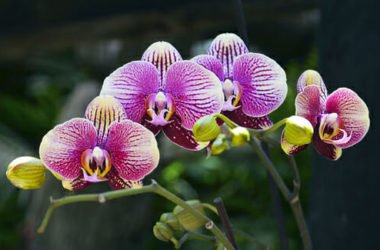 Come curare un’orchidea in casa e in balcone: consigli e idee