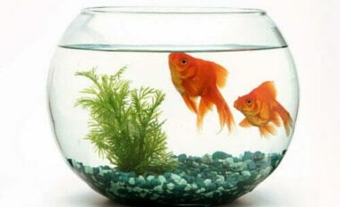 Pesce rosso: scopriamo tutto sul pesce più classico!