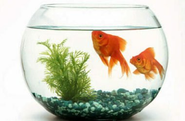 Pesce rosso: scopriamo tutto sul pesce più classico!