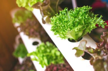Idroponica: come fare un giardino idroponico fai da te