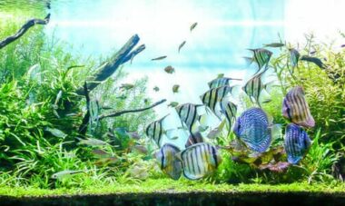 Con gli acquari ci si porta un po’ di mare in casa