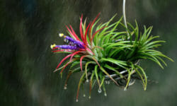 Tutto sulla Tillandsia, la pianta dell’aria: un vero e proprio portento della Natura!