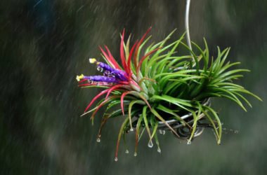 Tutto sulla Tillandsia, la pianta dell’aria: un vero e proprio portento della Natura!