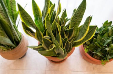 Sanseveria: una pianta da appartamento utile anche per purificare l’aria di casa