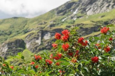 Sorbo: un frutto dimenticato ricco di sapore ed effetti benefici, ma anche un albero ornamentale