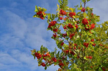 Sorbo: un frutto dimenticato ricco di sapore ed effetti benefici, ma anche un albero ornamentale