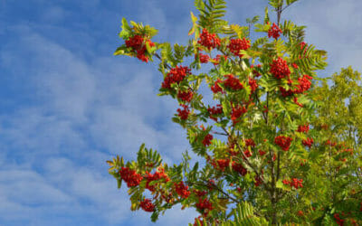 Sorbo: un frutto dimenticato ricco di sapore ed effetti benefici, ma anche un albero ornamentale
