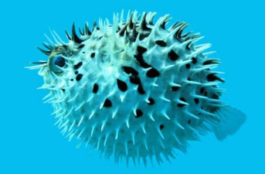 Pesce palla, si gonfia per paura, è velenoso ma ricercatissimo nella cucina giapponese