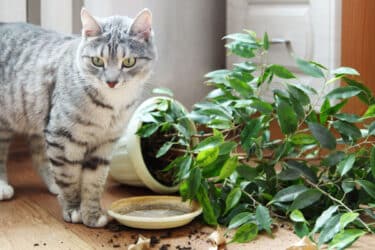 Quali sono le piante velenose per gatti?