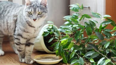 le piante velenose per gatti
