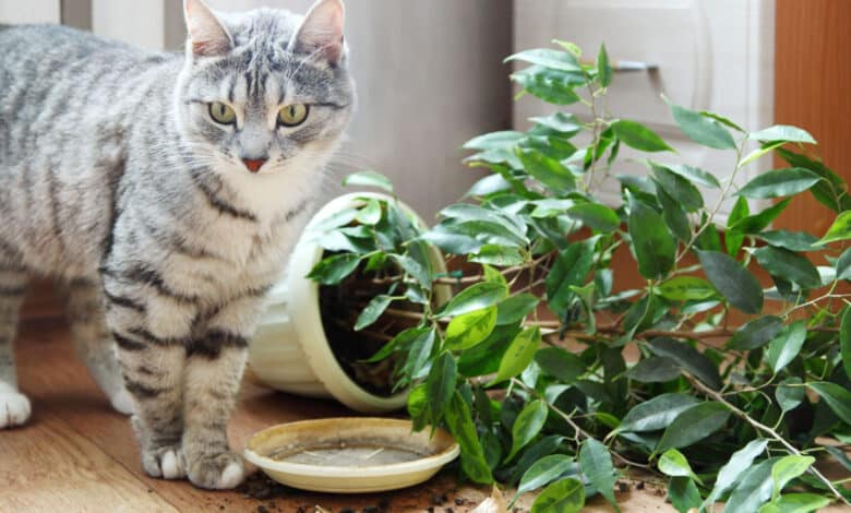 le piante velenose per gatti