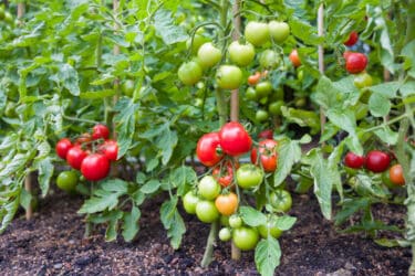 Guida pratica per coltivare pomodori, nell’orto o in vaso