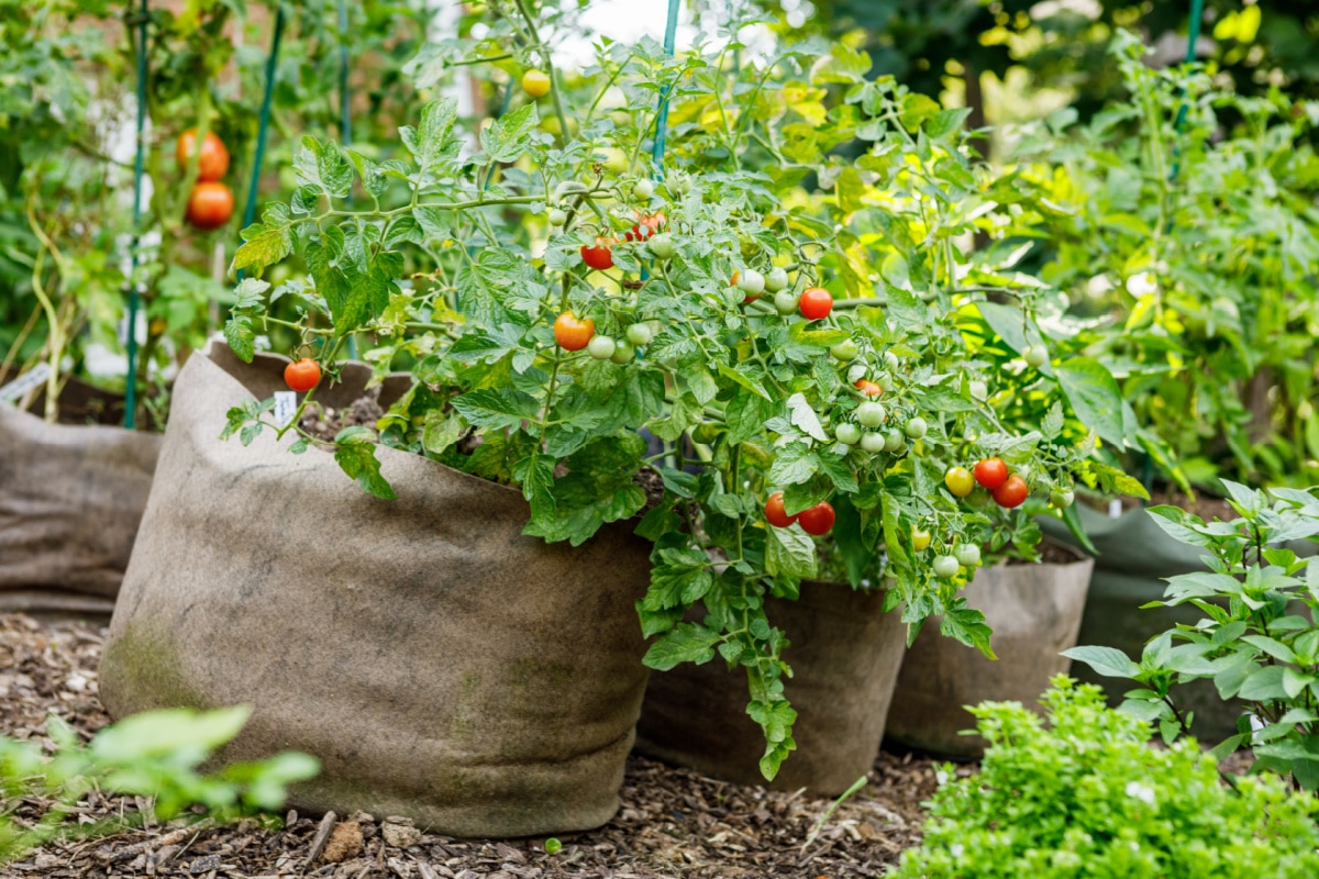 Sacco per coltivazione di patate da 10 galloni, 2 sacchetti per coltivazione di piante da giardino con patta, vaso in tessuto traspirante, rosso | Leroy Merlin