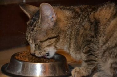 I principi dell’alimentazione del gatto: quali cibi vanno bene e quali no per il nostro micio?