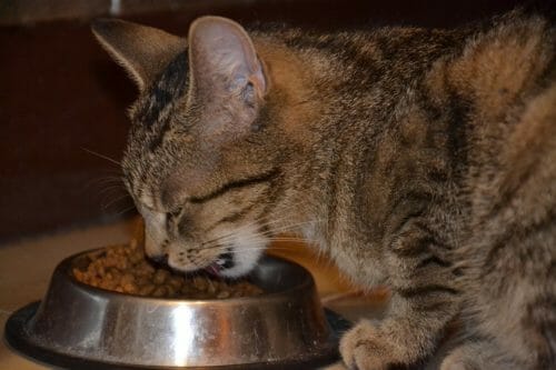 I principi dell’alimentazione del gatto: quali cibi vanno bene e quali no per il nostro micio?