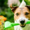 Quali sono le piante velenose per i cani e come comportarsi in caso di intossicazione
